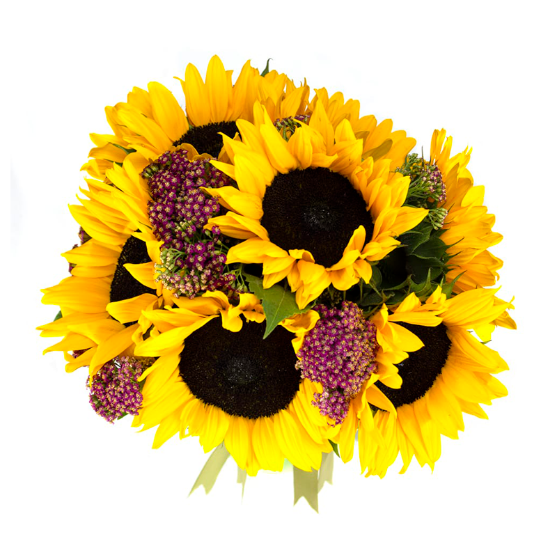 productos_frezzia